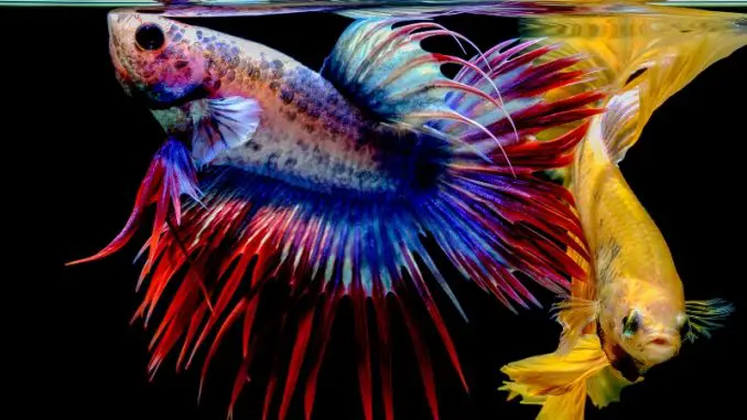 How Rather a lot Do Betta Fish Eat? Concepts for Feeding Your Pet Fish