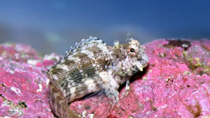 Uncover the Fascinating World of the Lawnmower Blenny!