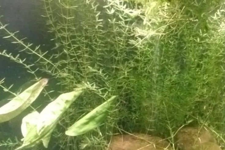 21 Most interesting Vegetation For Guppies