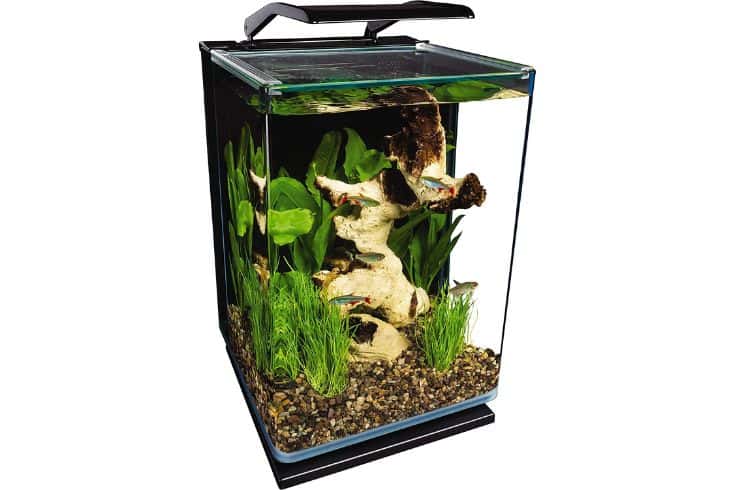 Best Tank For Guppies – Critiques and Purchaser’s Data